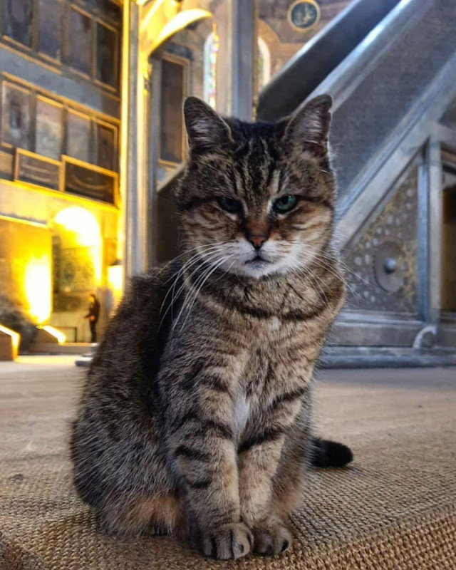 Gli, the famous cat of Hagia Sophia - Turkey, Temple, Mosque, Saint Sophie Cathedral, Istanbul, Longpost, cat