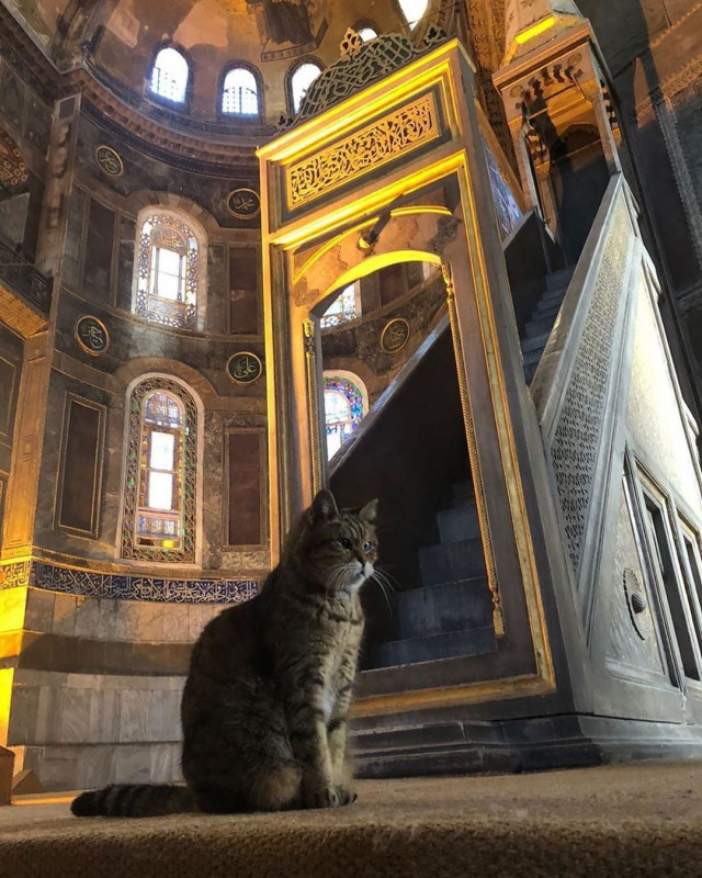 Gli, the famous cat of Hagia Sophia - Turkey, Temple, Mosque, Saint Sophie Cathedral, Istanbul, Longpost, cat