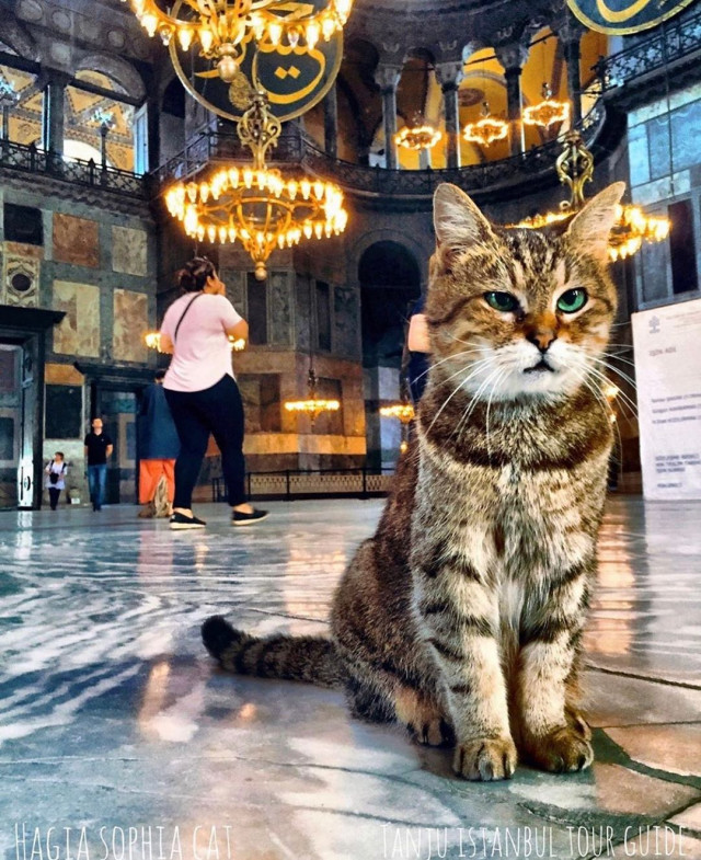 Gli, the famous cat of Hagia Sophia - Turkey, Temple, Mosque, Saint Sophie Cathedral, Istanbul, Longpost, cat