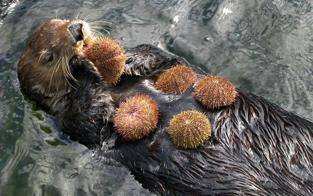 Gourmet Otter - Otter, Gourmet, Longpost