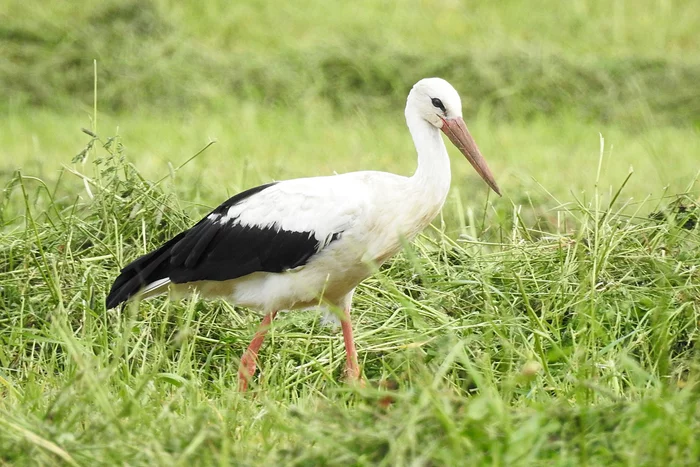 The stork knows where to look for food) - Birds, White stork, The photo, The national geographic