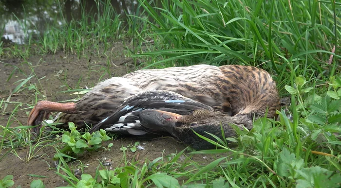 In South Butovo, a flock of stray dogs killed a family of ducks on a pond - My, Wild ducks, Stray dogs, Butovo, Dog attack, Protection of Nature, Negative, Video, Longpost