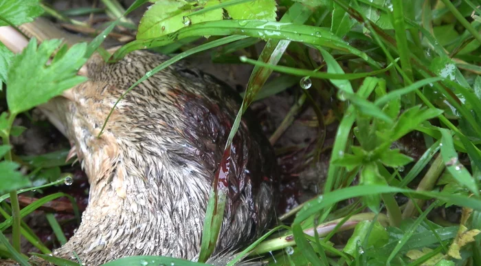 In South Butovo, a flock of stray dogs killed a family of ducks on a pond - My, Wild ducks, Stray dogs, Butovo, Dog attack, Protection of Nature, Negative, Video, Longpost