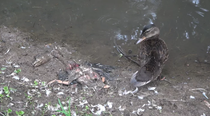In South Butovo, a flock of stray dogs killed a family of ducks on a pond - My, Wild ducks, Stray dogs, Butovo, Dog attack, Protection of Nature, Negative, Video, Longpost
