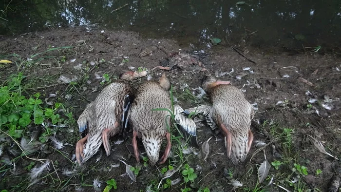 In South Butovo, a flock of stray dogs killed a family of ducks on a pond - My, Wild ducks, Stray dogs, Butovo, Dog attack, Protection of Nature, Negative, Video, Longpost