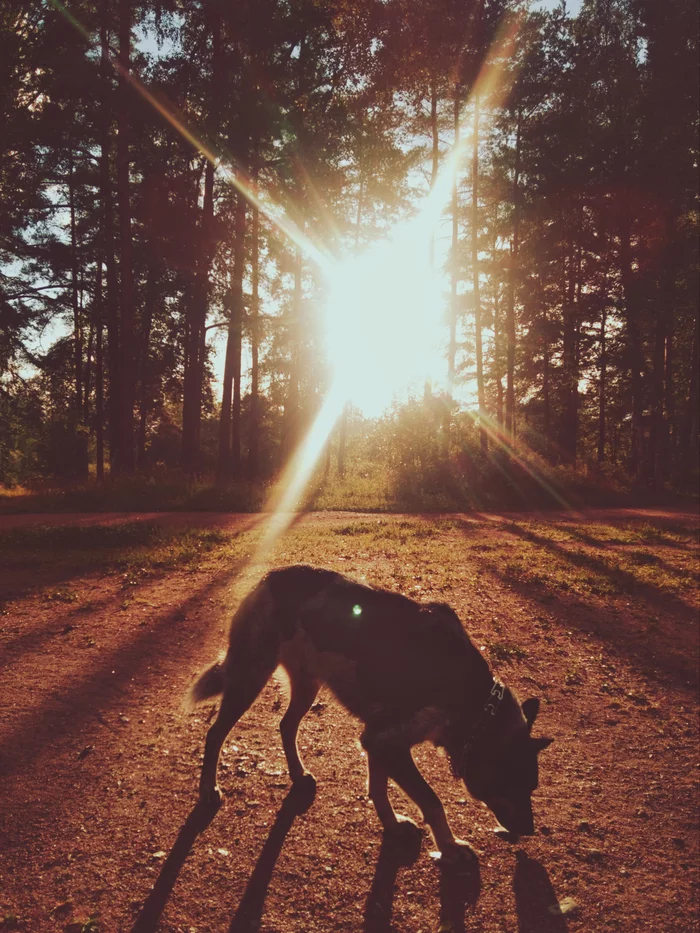 Jogging in the park - My, Babayka, Jogging, Forest, Nature, Dog