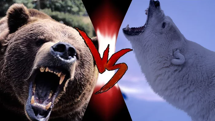 Why does a Grizzly beat a polar bear 1v1 if the brown bear is smaller? - The Bears, The fight, Nature, Animals, Yandex Zen, Longpost