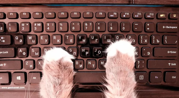We type blindly, even if you have paws - cat, Paws, Keyboard, Blindfold