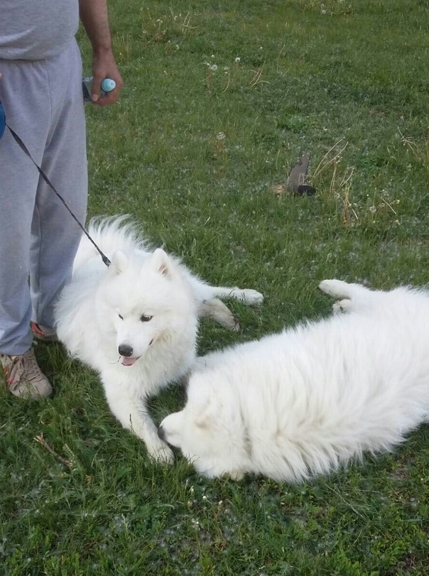 Friends on a walk - My, Dog, Dogs and people, Samoyed, Friend of human, Friends, Longpost