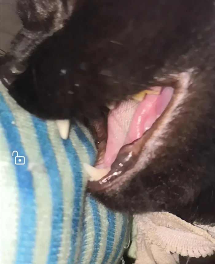 Tell me, please, what can it be? - Video, Longpost, Veterinary, cat, My