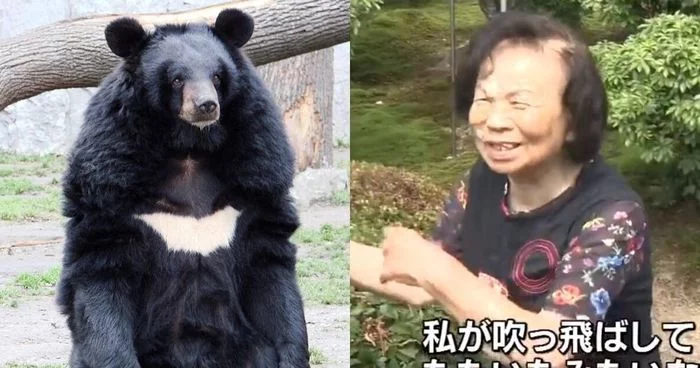 There are grandmothers in Japanese villages... - Japan, Grandmother, Attack, Hiroshima, The Bears, Himalayan bear