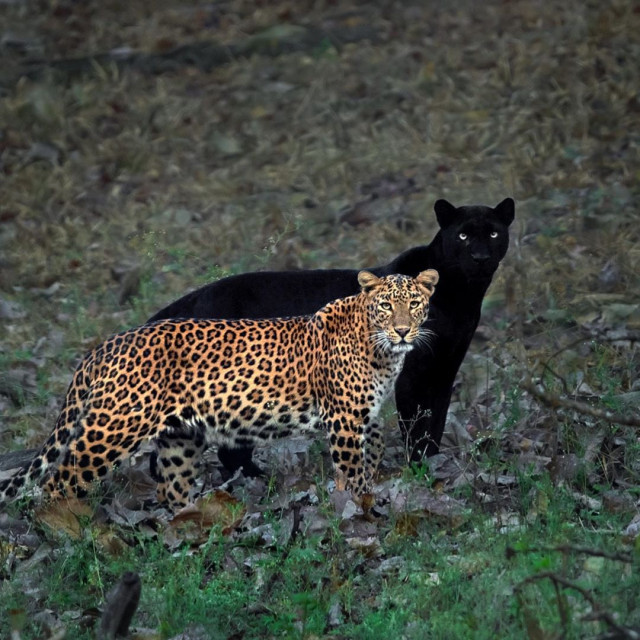 Eternal couple - Leopard, Black Panther, Pair, Big cats, India, National park, Longpost