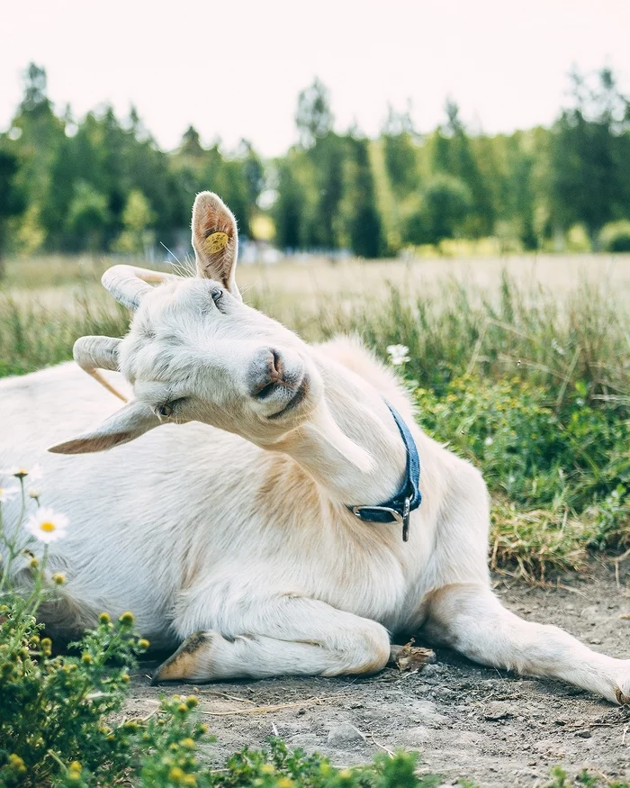 Just a cute little goat - My, The photo, Animals, Goat