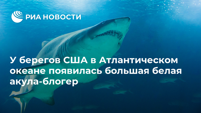 В мире животных.озвучка Гоблина