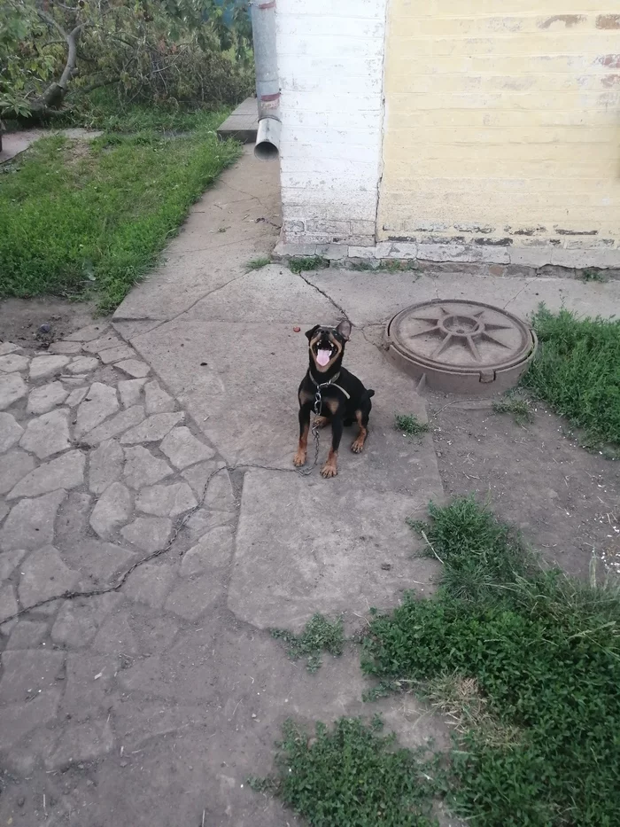 My handsome))) - My, Dog, Jagd terrier, Good boy, Longpost