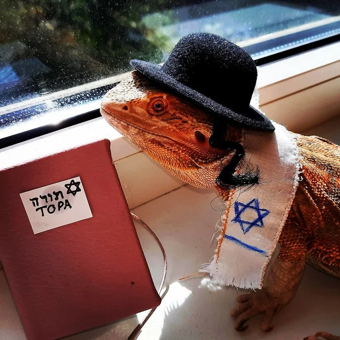 Evidence of the existence of shalomanders - My, Bearded dragon, Lizard, World government, Torah, Reptilians