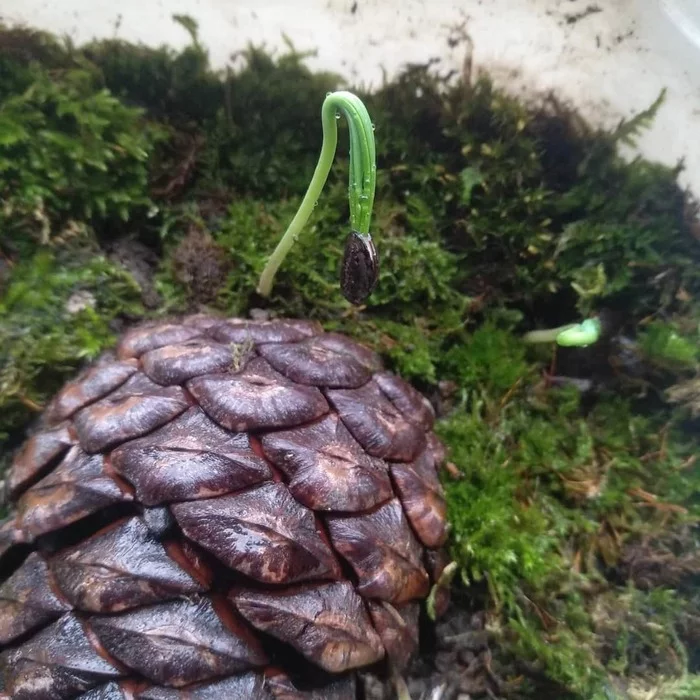 Pine cone - My, Tree, Blue Spruce, Turkey, Longpost