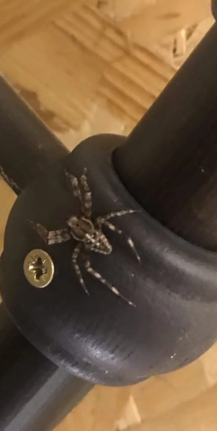 What kind of spider? - Spider, Question