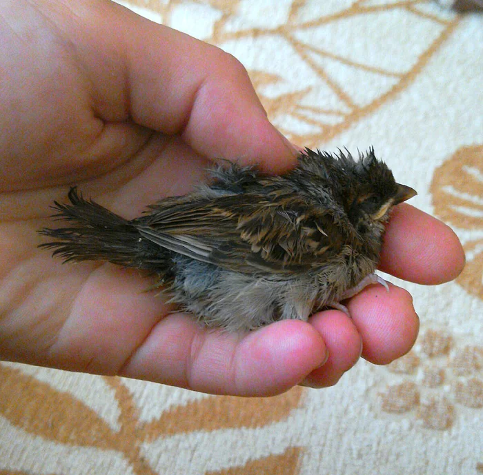 Baby... - My, Sparrow, Cell, Yellowrothic, The rescue, Birds
