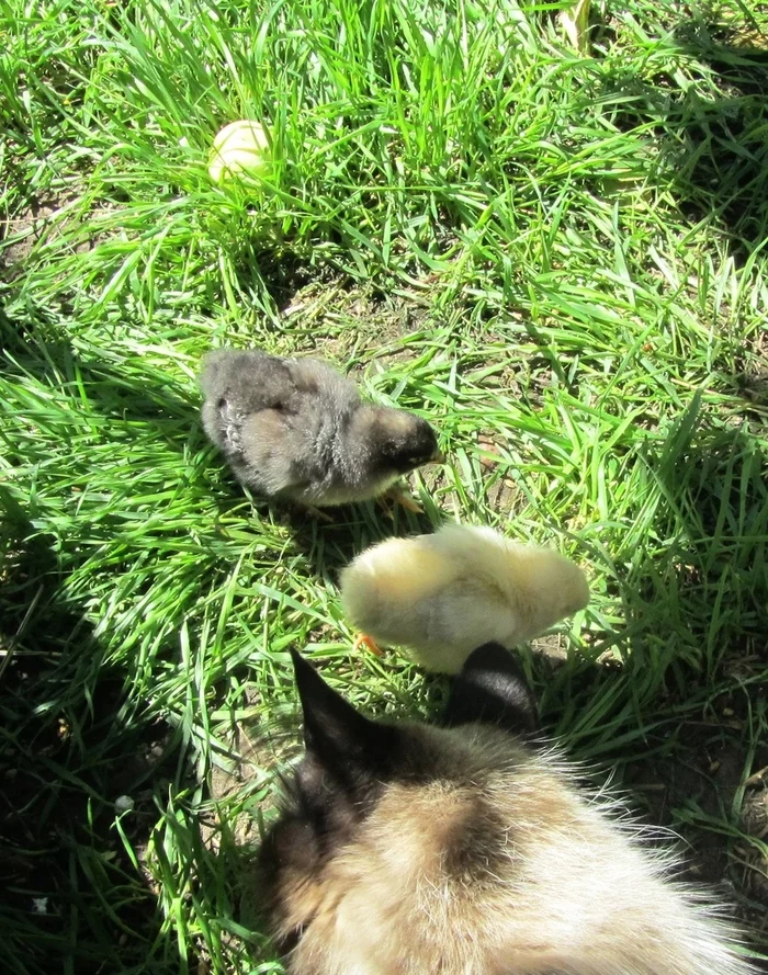The cat tenderly takes care of little chickens - My, friendship, Care, cat, Chickens, Love, Story, Story, Relationship, Longpost