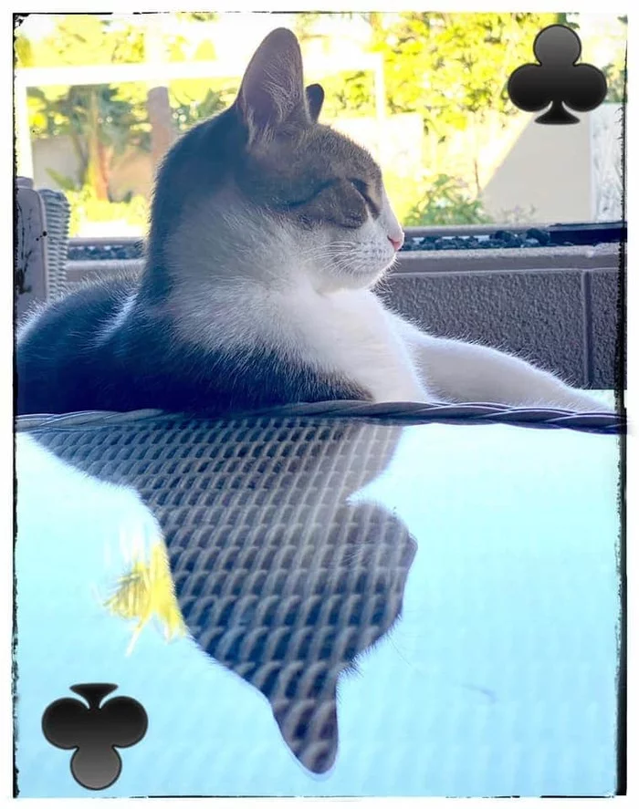 Queen of Clubs - cat, Clubs, Glass table