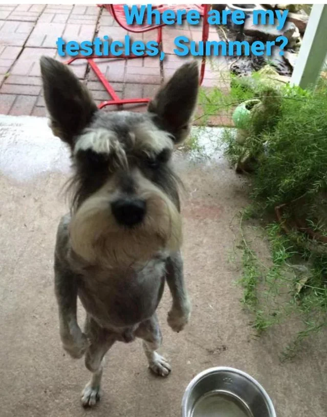 Where are my testicles, Summer? - Rick and Morty, Reddit, Humor, Translation, Dog