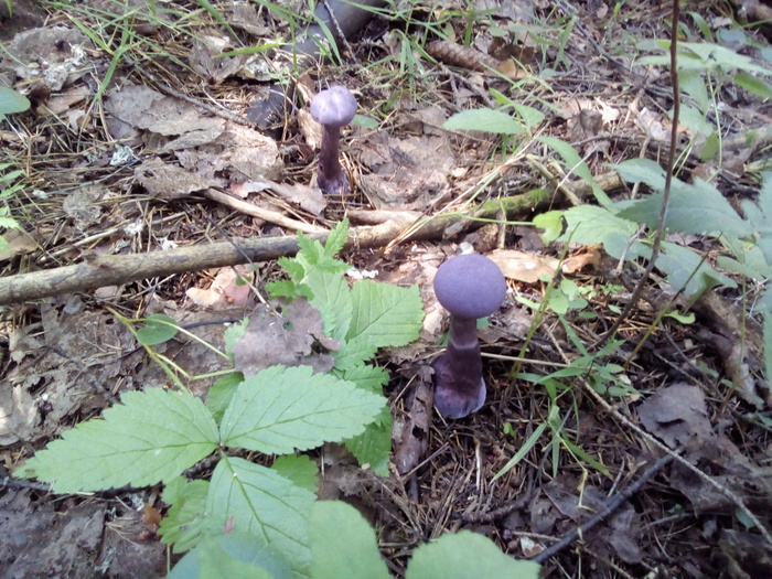 1595755629198730601 iccug что это значит