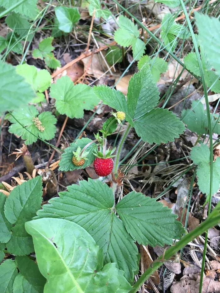 Forest, strawberries - My, Forest, Strawberry