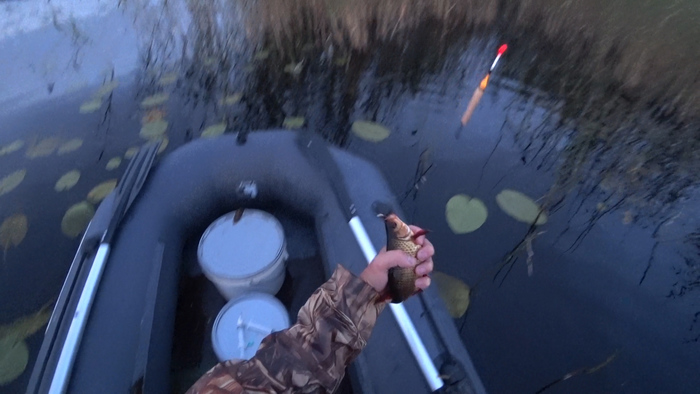 Ловля красноперки на болтушку Красноперка, Рыбалка, Поплавок, Лодка, Удочка, Видео, Длиннопост