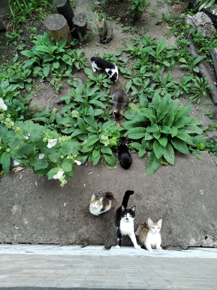 Тетя тетя кошка, выгляни в окошко, есть хотят котята, ты живешь богато - часть 2