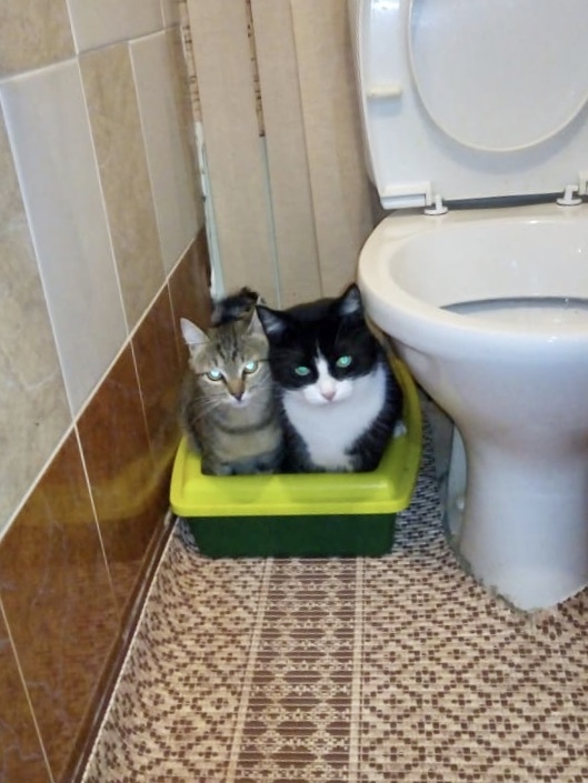 Unbearable - cat, Pets, Toilet