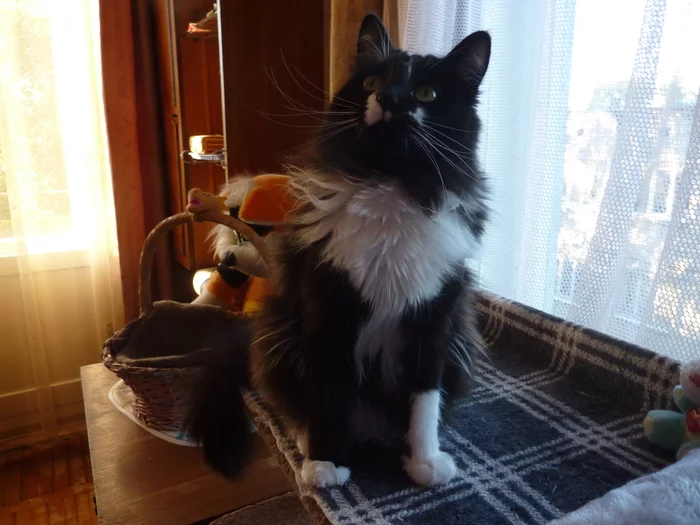 Tsar. Hello, Tsar...Cothambus Berlioz - My, cat, Tsar, Pets, Longpost