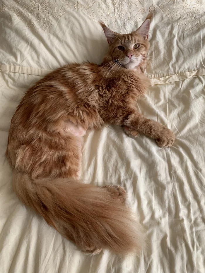 Continuation of the post “The owners of the breeders abandoned the downed Mei-Coon kitten. Another mean post - My, cat, Kittens, Help, Kindness, Animals, Maine Coon, Video, Reply to post, Longpost