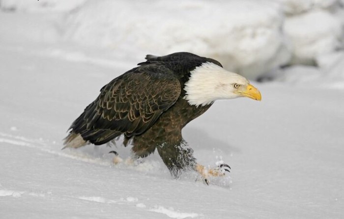 Походка — это важно. Именно она поможет тебе без особых усилий заявить о себе Походка, Птицы, Животные, Длиннопост