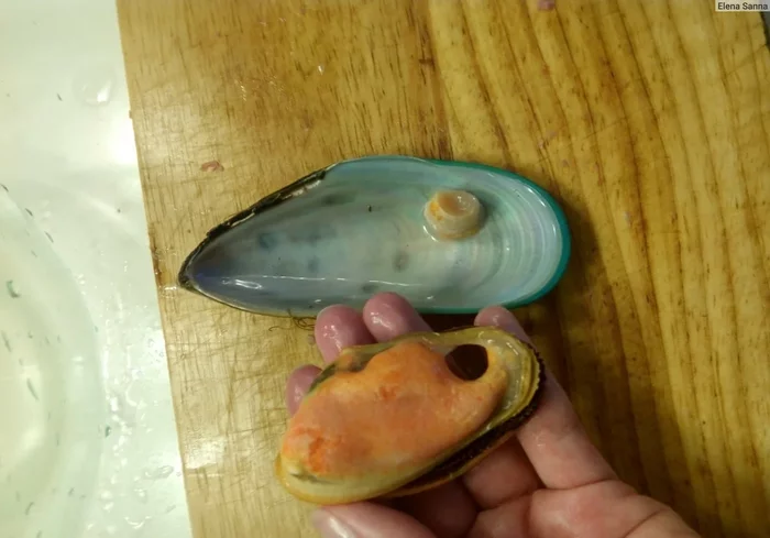 What is this inedible thing in mussels? - Longpost, Clam, Mussels, Sea otter, A rock, Animals, Yandex Zen