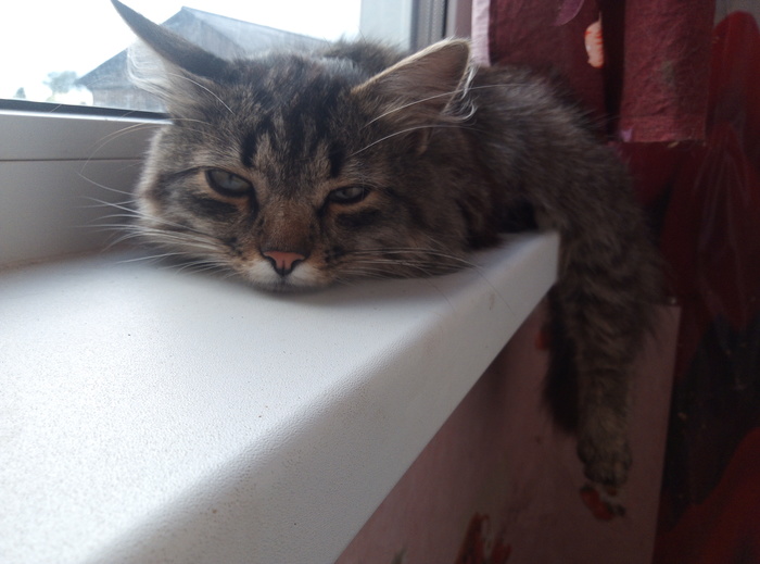 ������ ��� ���