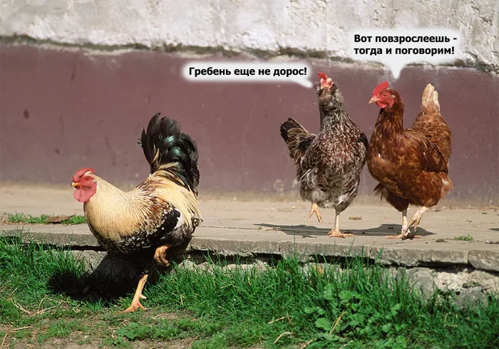 Что будет, если прикрепить неуспешному петушку большой накладной гребень Из сети, Курица, Этология, Зоопсихология, Животные, Длиннопост, Гребень, Петух