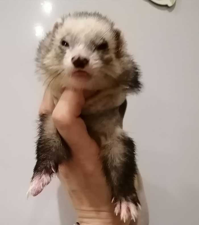 Charming Moon in good hands! [Taken away] - Ferret, Moscow, In good hands, Animal protection, No rating, Longpost, Moscow region