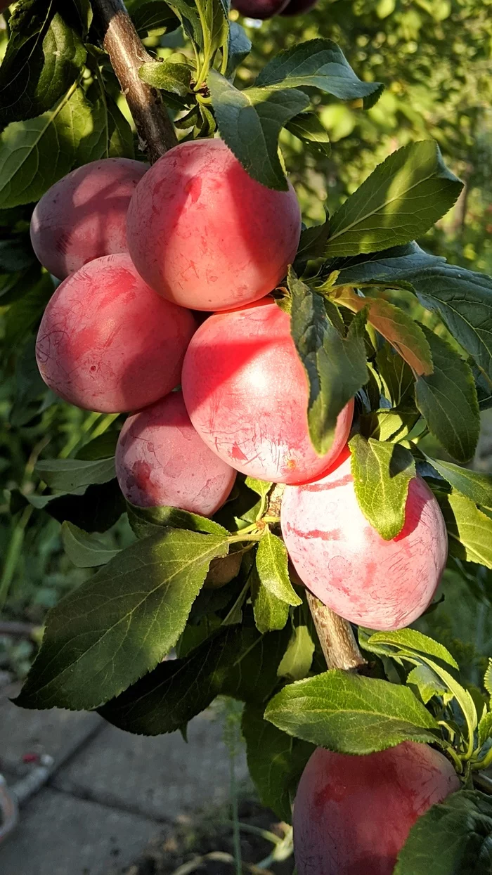 A few more photos from the dacha - My, Tolyatti, Dacha, Plum, Garden blackberries, Cherry plum, Apples, Mobile photography, Longpost