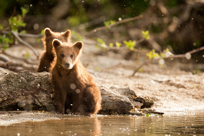 ���������� ������)