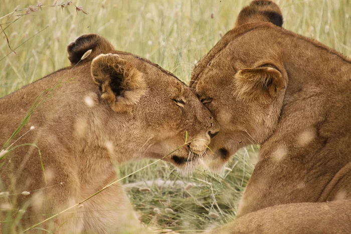 The strength and tenderness of royal predators) - Lioness, Predator, Big cats, The national geographic, The photo, Tenderness, Africa