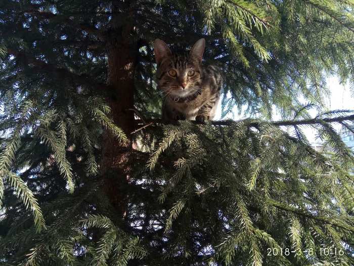 Елочное украшение - Моё, Кот, Домашние животные