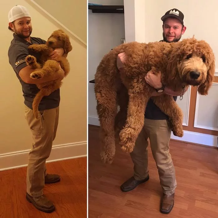 The same dog, one year apart! - Dog, Growth, Puppies, Growing up, It Was-It Was, Golden retriever, Poodle, Goldendoodle