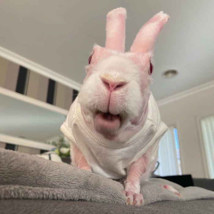 Лысый кролик Мистер Бигглсворт. Кролик, Лысые, Instagram, Интересное, Фотография, Доброта, Длиннопост