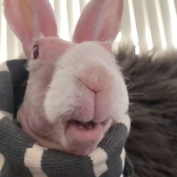 Лысый кролик Мистер Бигглсворт. Кролик, Лысые, Instagram, Интересное, Фотография, Доброта, Длиннопост