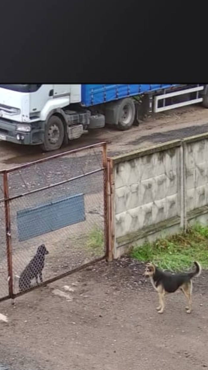 Собачья свиданка не удалась