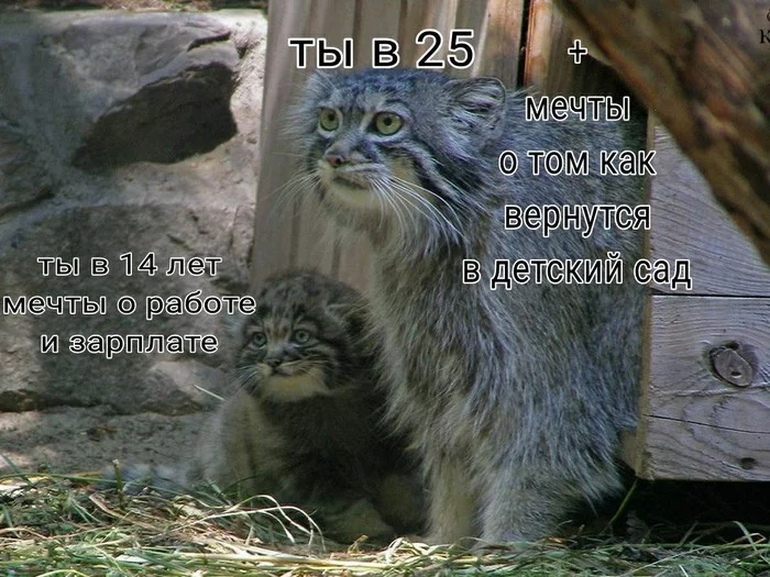 Pallas' cats are like life - Humor, Kittens, Pallas' cat, Vital, Small cats, Cat family, Picture with text