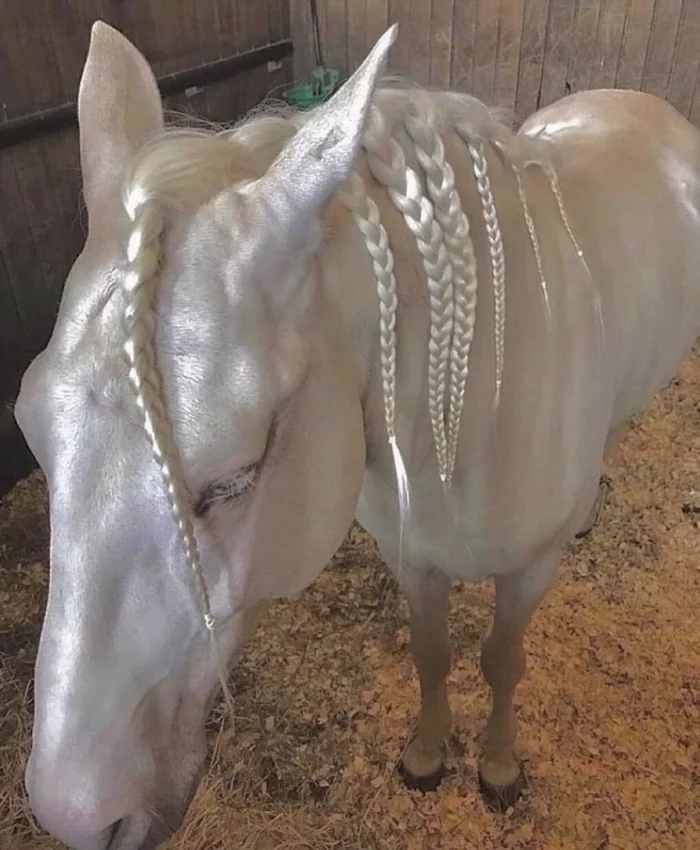 Mother-of-pearl... - Animals, Horses, , , Pigtails, Horsehair, Akhal-Teke, Nacre