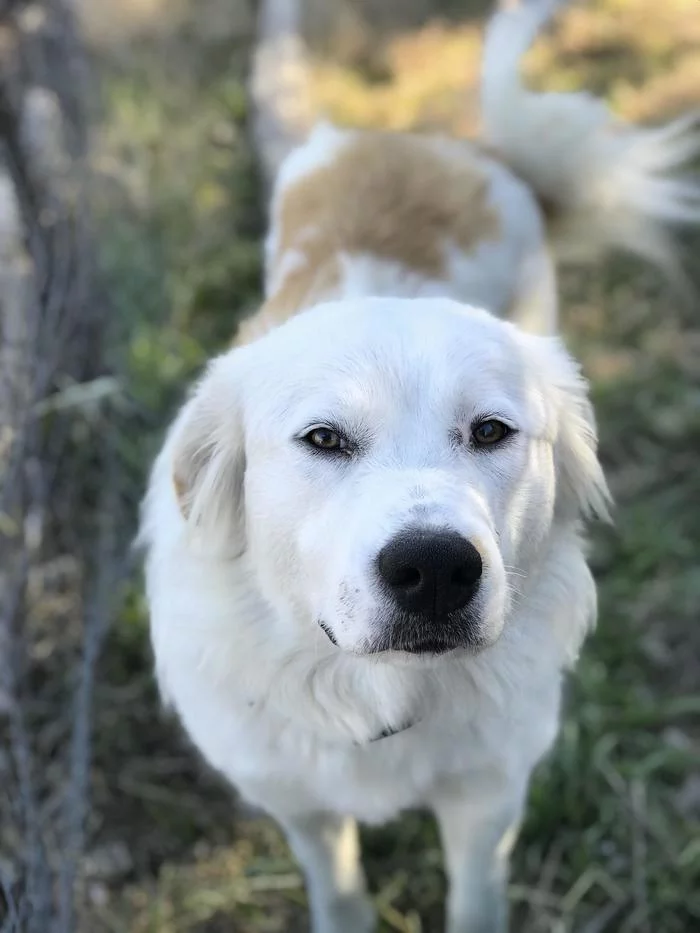 This brave dog sacrificed itself to protect a herd of goats and pigs from wild coyotes. - Dog, Security guard, The photo, Death, Negative, Coyote, Texas, Protection