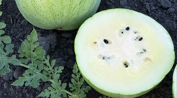 В Астрахани селекционеры вывели белый арбуз со вкусом ванили и миндаля Арбуз, Вкусы, Новости, Селекция, Растениеводство, Белый В Астрахани селекционеры вывели белый арбуз со вкусом ванили и миндаля Арбуз, Вкусы, Новости, Селекция, Растениеводство, Белый